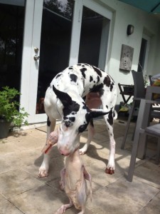 Raw Diet for Dogs