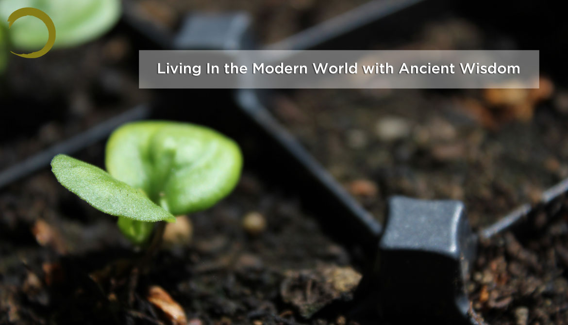 Living in the modern world with ancient wisdom — a seedling growing.